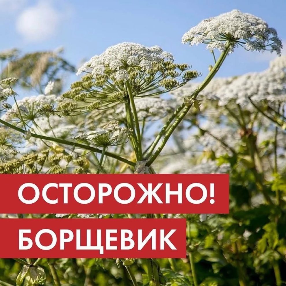 Борьба с борщевиком Сосновского.