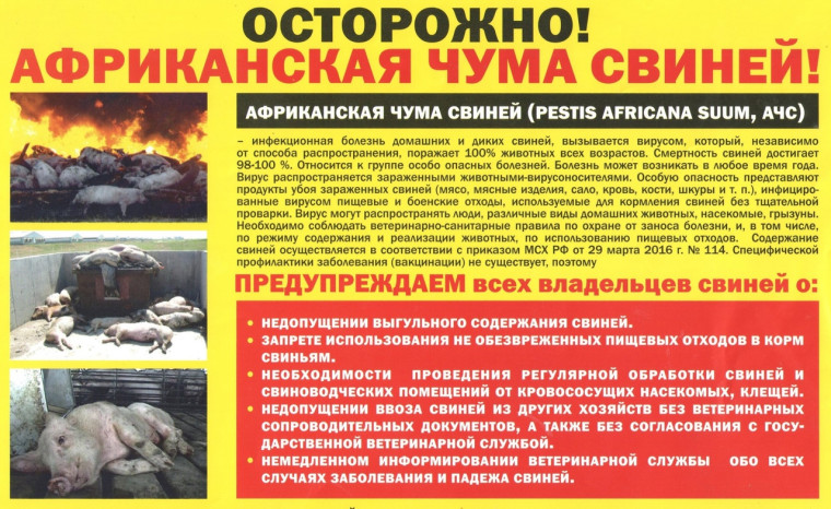 Осторожно! Африканская чума свиней!. Осторожно! Африканская чума свиней!.